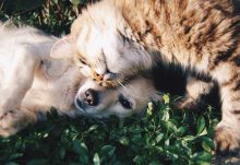 Pet subscription boxes