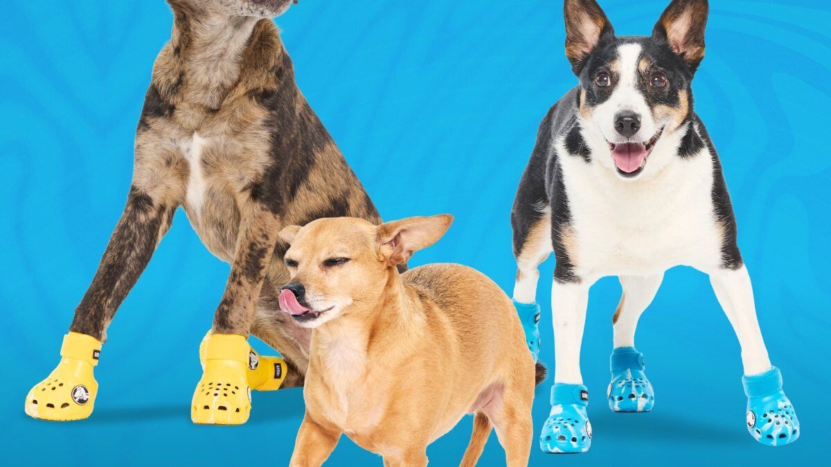 Three dogs wearing yellow, orange and blue Pet Crocs shoes from the BARK x Crocs collection