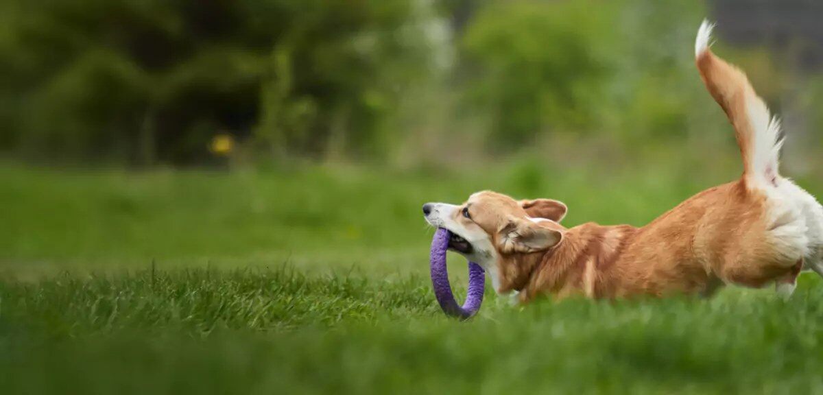 Dog lying in the grass chewing a tough Bullymake toy