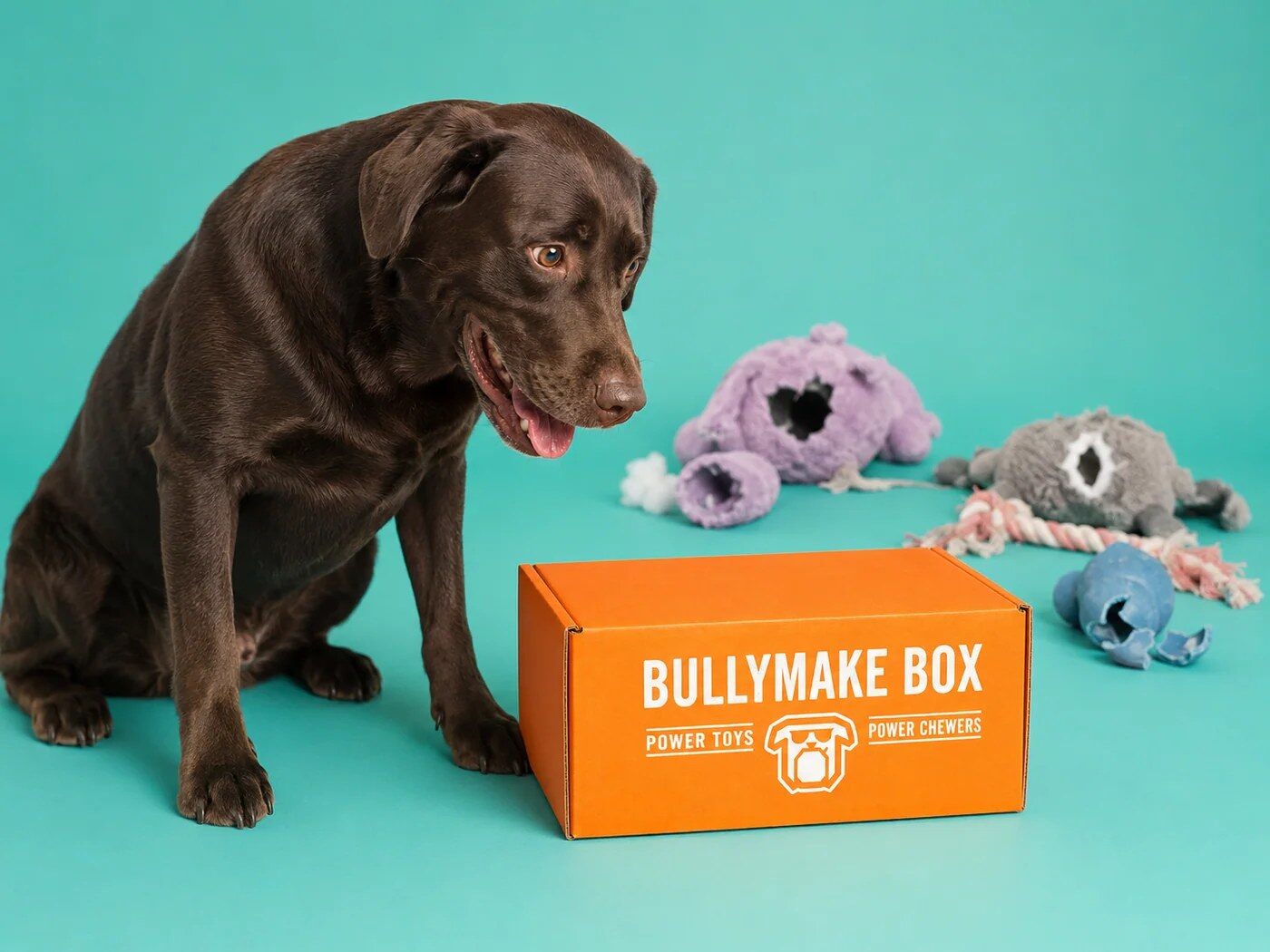Chocolate Labrador next to an open Bullymake Box full of toys