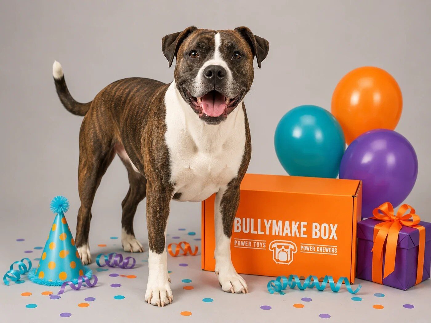 Pit bull with a party themed Bullymake Box and balloons