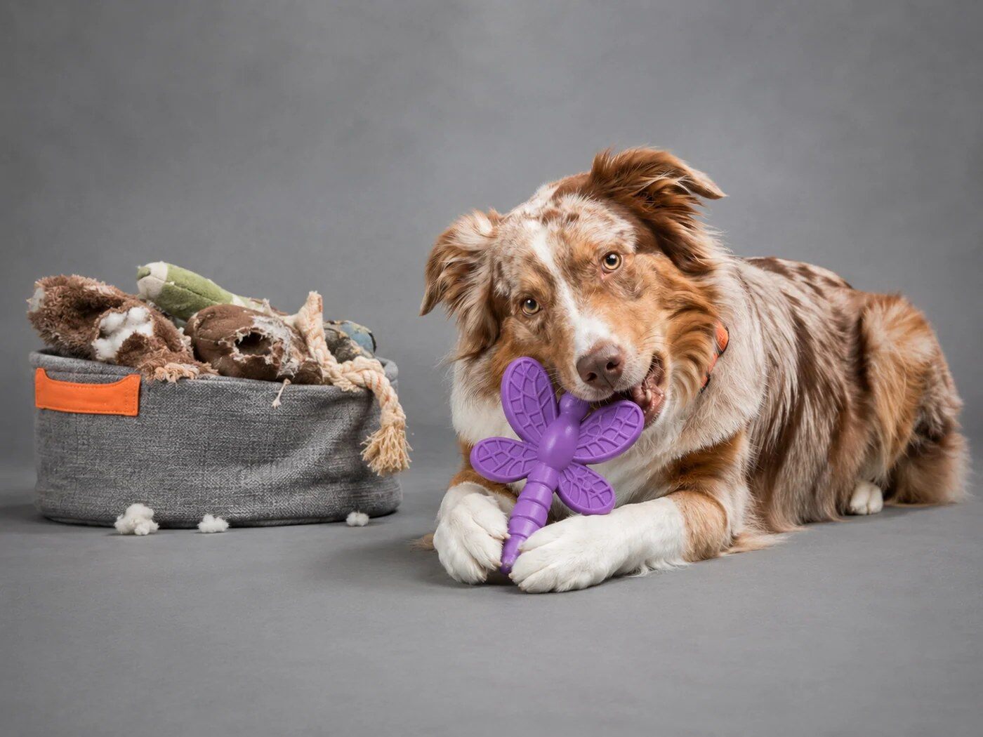 Australian Shepherd playing with a purple Bullymake toy