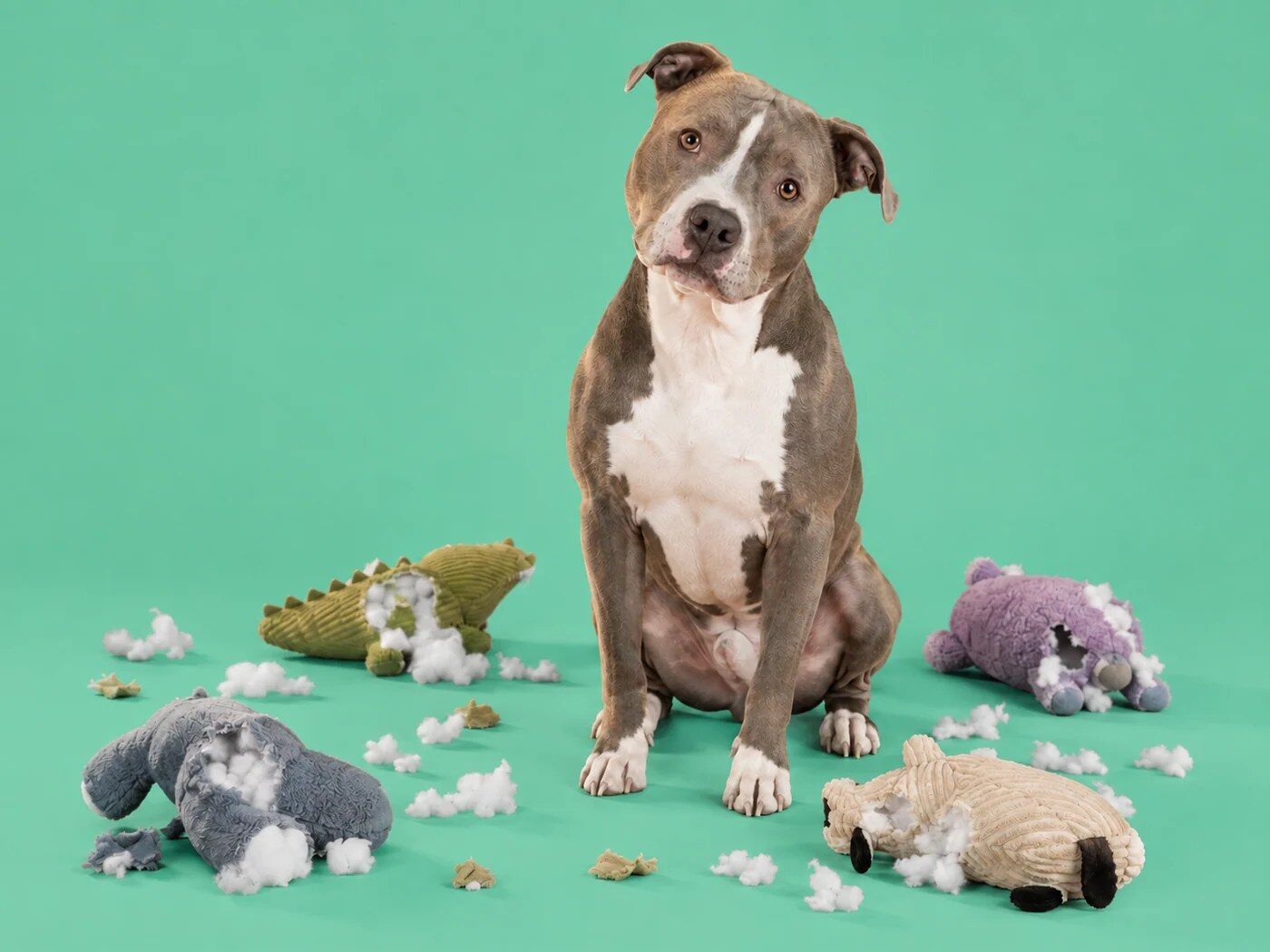 Pit bull sitting among Bullymake toys on a green background