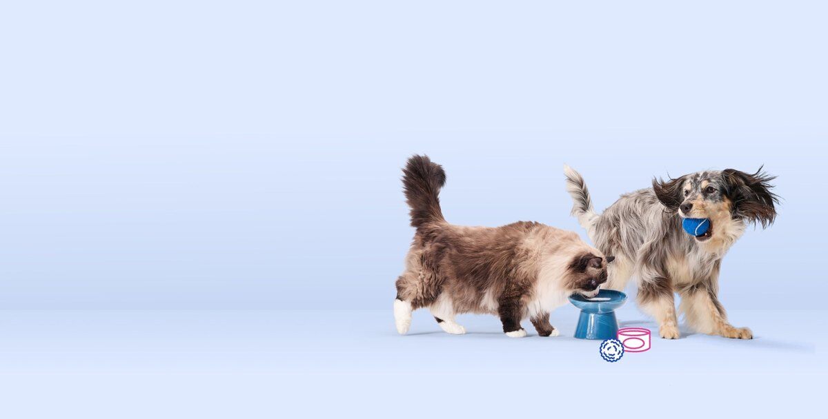 Chewy+ membership hero image showing a cat and a dog