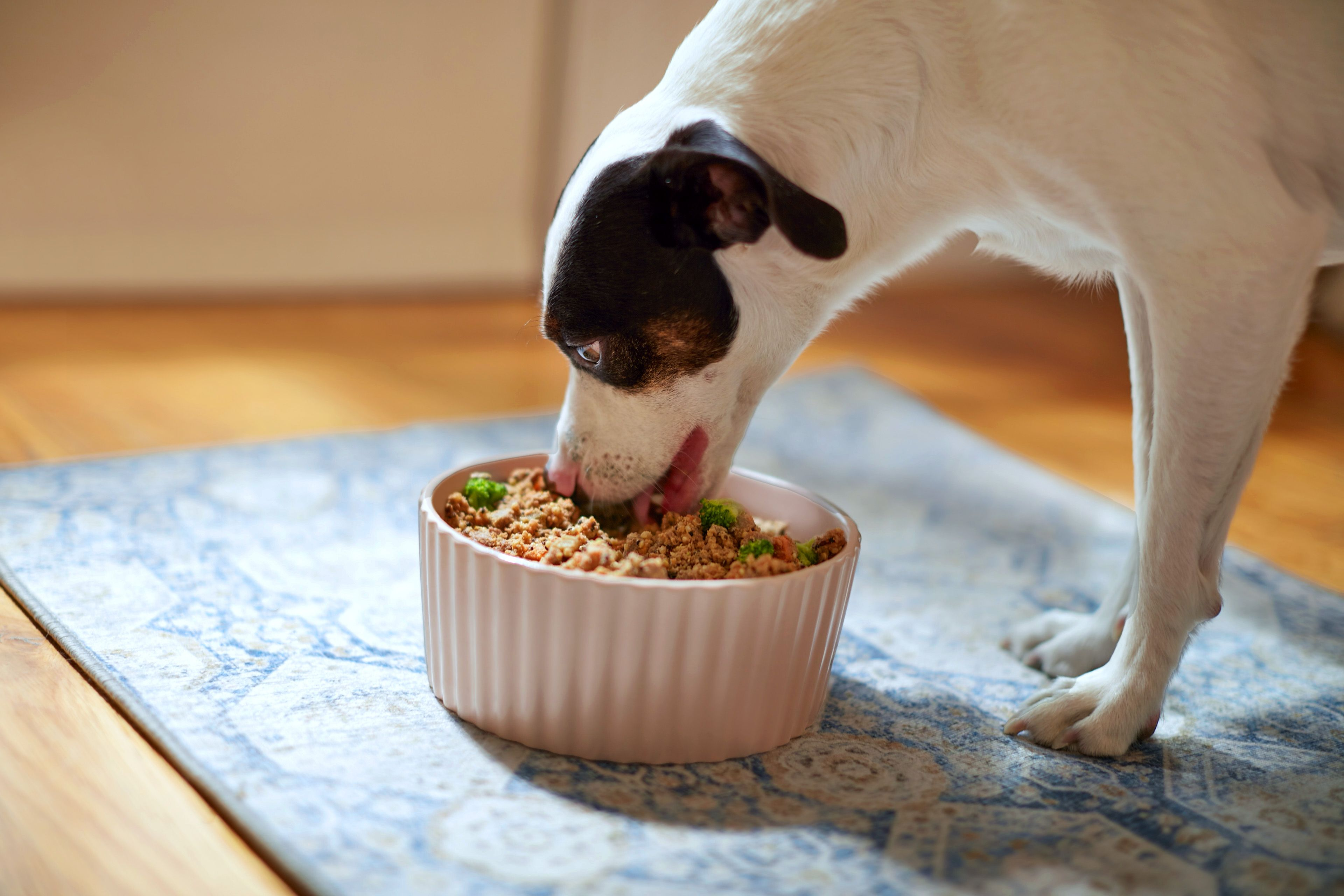 Dog eating PetPlate food from a bowl