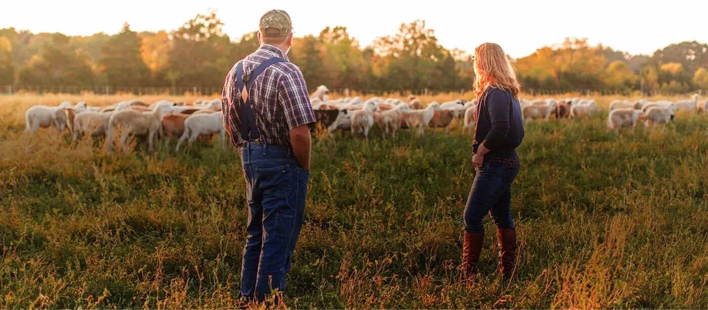 Farmers walking in a pasture