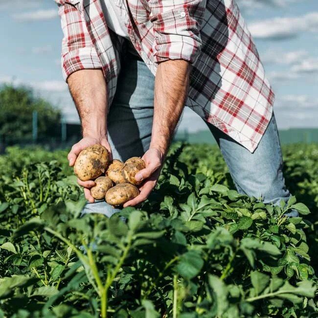 Farmer holding freshly dug potatoes in a field